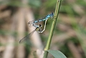 Flagermus-Vandnymfe (Coenagrion pulchellum)
